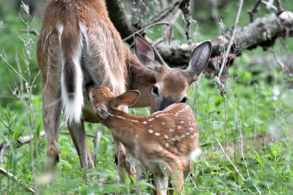 Cerf de Virginie et bambi